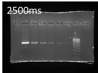 agarose gel stained with Midori Green Advance
