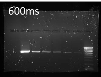 agarose gel stained with Midori Green Advance
