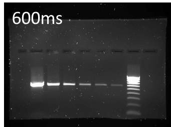 agarose gel stained with Midori Green Advance