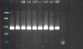 Direct PCR