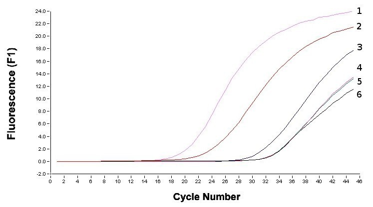human tissue direct PCR