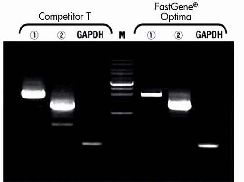 GC-Rich PCR