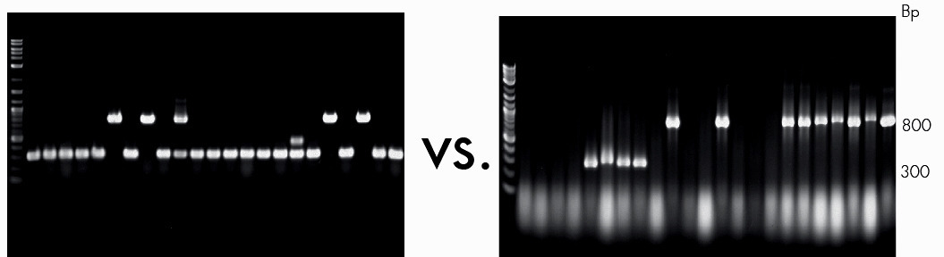 Direct PCR from E. coli colonies