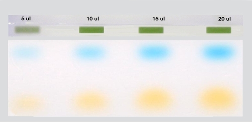 Taq Ready Mix with loading dye