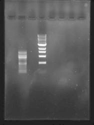 agarose gel stained with Midori Green Advance